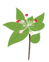 Zöld-Piros bimbó
